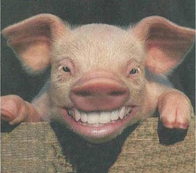 Porcino o cerdo, norteamericano. Fuente:3.bp.blogspot.com