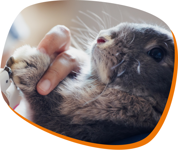 imagem de um coelho de lado