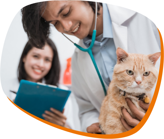 veterinário usando um estetoscópio segurando um gato